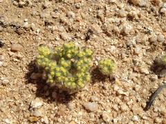 Eriophyllum mohavense