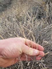 Tetradymia glabrata