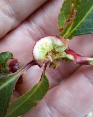 Contarinia cerasiserotinae