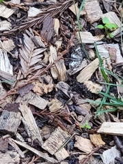 Trichodezia californiata