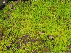 Claopodium rostratum