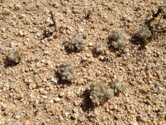 Eriophyllum mohavense