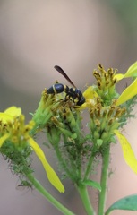 Parancistrocerus perennis