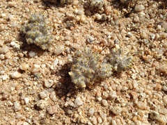 Eriophyllum mohavense