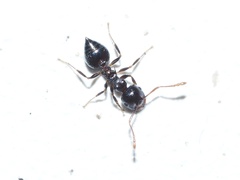 Crematogaster pilosa