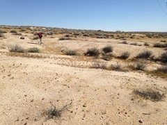 Eriophyllum mohavense