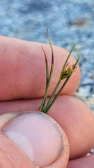 Carex acicularis
