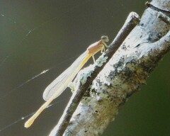 Ischnura prognata