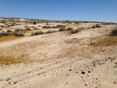 Eriophyllum mohavense