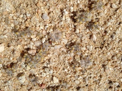 Eriophyllum mohavense