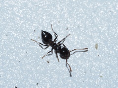 Crematogaster pilosa
