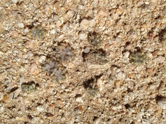 Eriophyllum mohavense