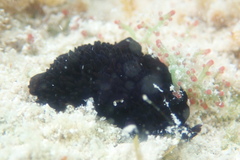Thysanozoon nigrum