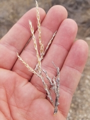 Tetradymia glabrata