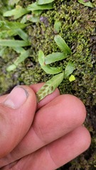 Notogrammitis givenii