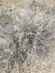 Tetradymia glabrata