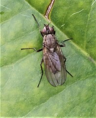 Leucophora