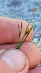 Carex acicularis