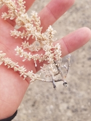 Halogeton glomeratus