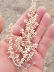 Halogeton glomeratus