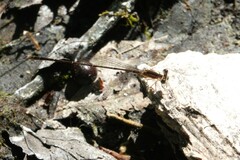 Nehalennia pallidula