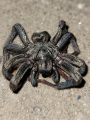 Calisoga longitarsis