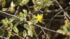 Ochrostomus pulchellus