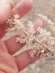 Halogeton glomeratus
