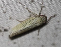 Cofana spectra