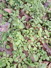 Alstroemeria psittacina
