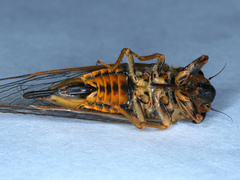 Yoyetta regalis