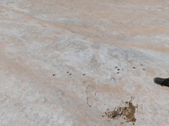 Mazama gouazoubira