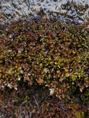 Scapania undulata