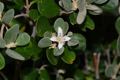 Correa alba