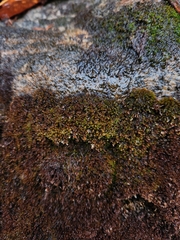 Scapania undulata