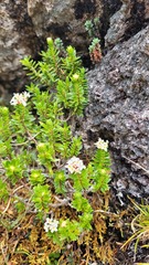 Pimelea gnidia