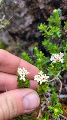 Pimelea gnidia