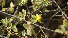 Ochrostomus pulchellus