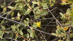 Ochrostomus pulchellus