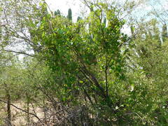 Ipomoea amnicola