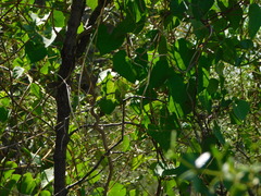 Ipomoea amnicola