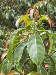 Elaeocarpus serratus