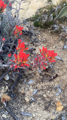 Castilleja foliolosa
