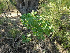 Jatropha excisa