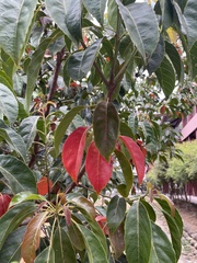 Elaeocarpus serratus