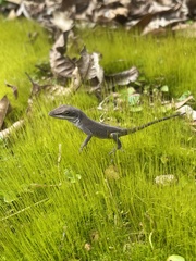 Anolis carolinensis