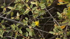 Ochrostomus pulchellus