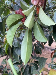 Elaeocarpus serratus