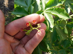 Jatropha excisa