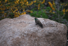 Oreotrochilus leucopleurus